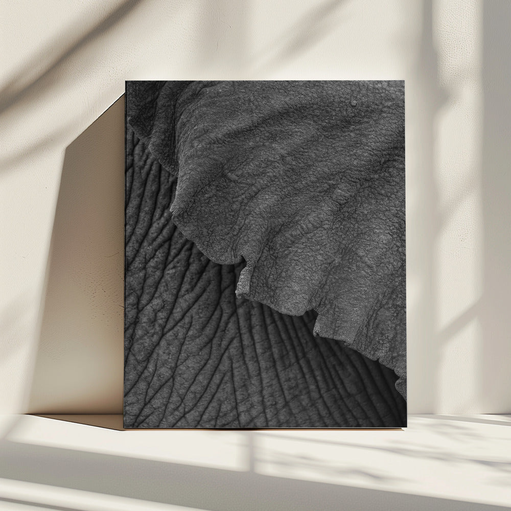 Wrinkles of Time | Canvas