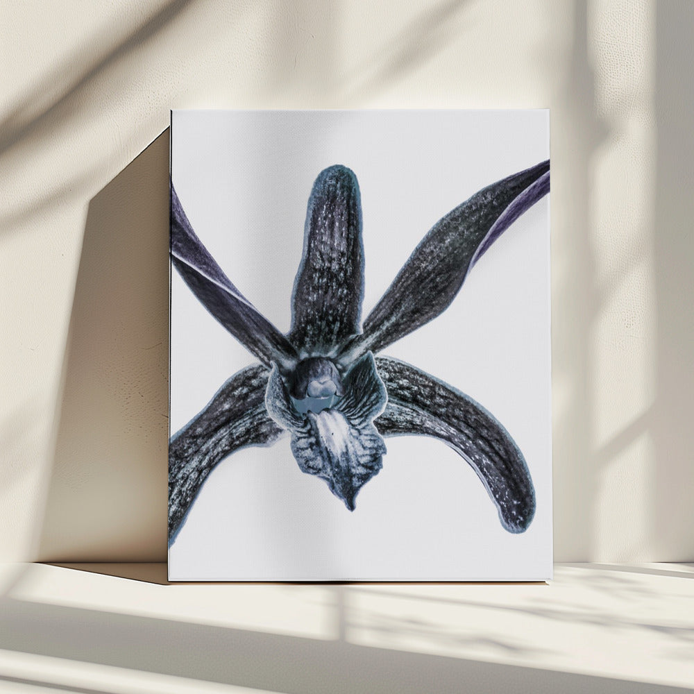 Midnight Blossom | Canvas