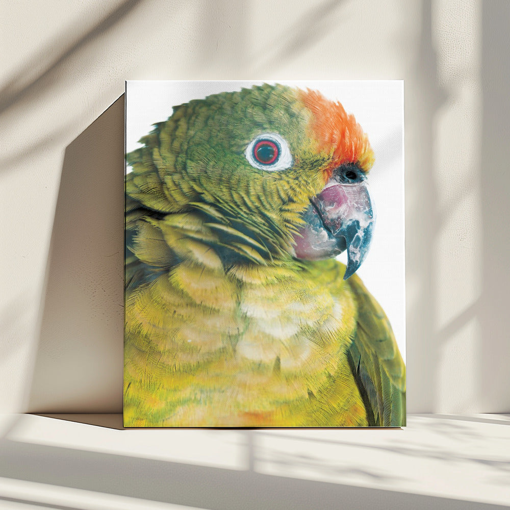 Vibrant Parrot Glance | Canvas