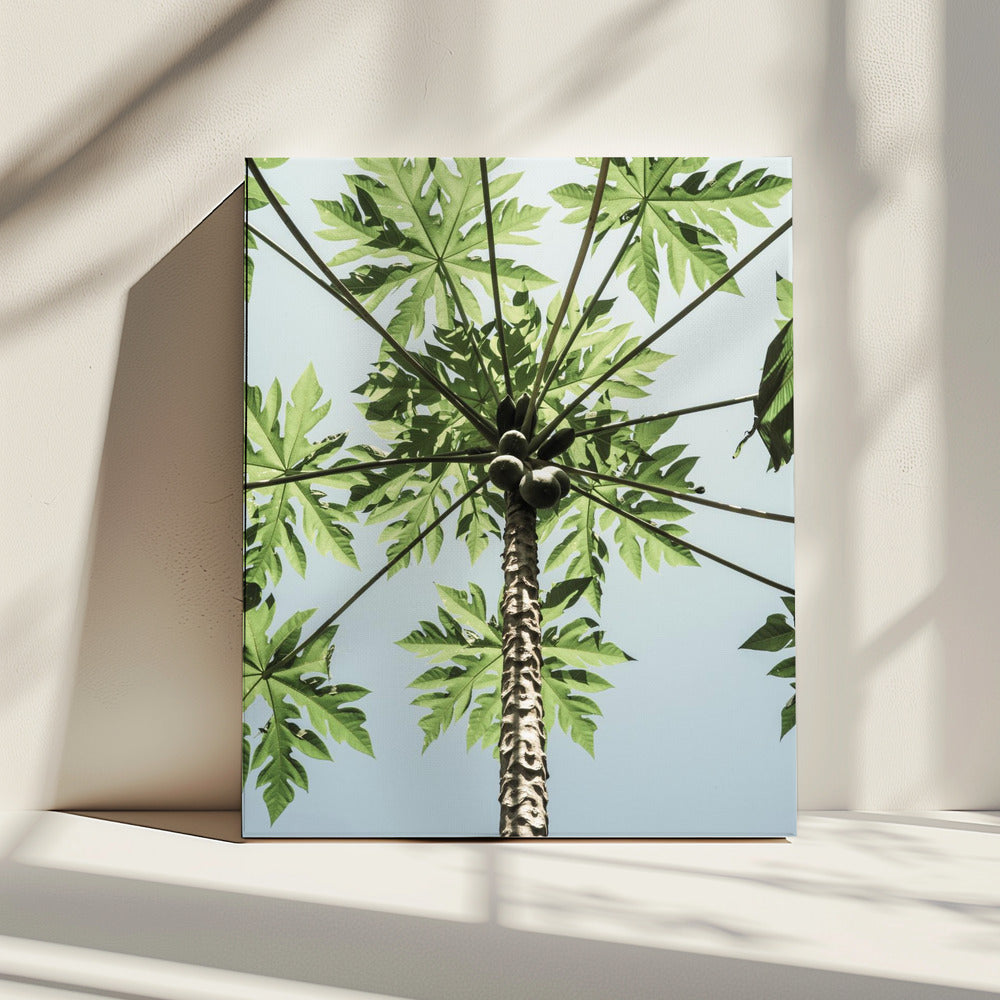 Skyward Papaya | Canvas