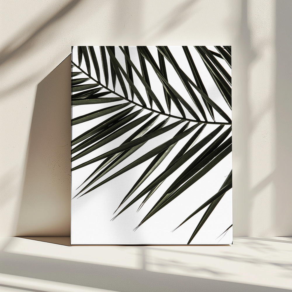 Frond Shadows | Canvas