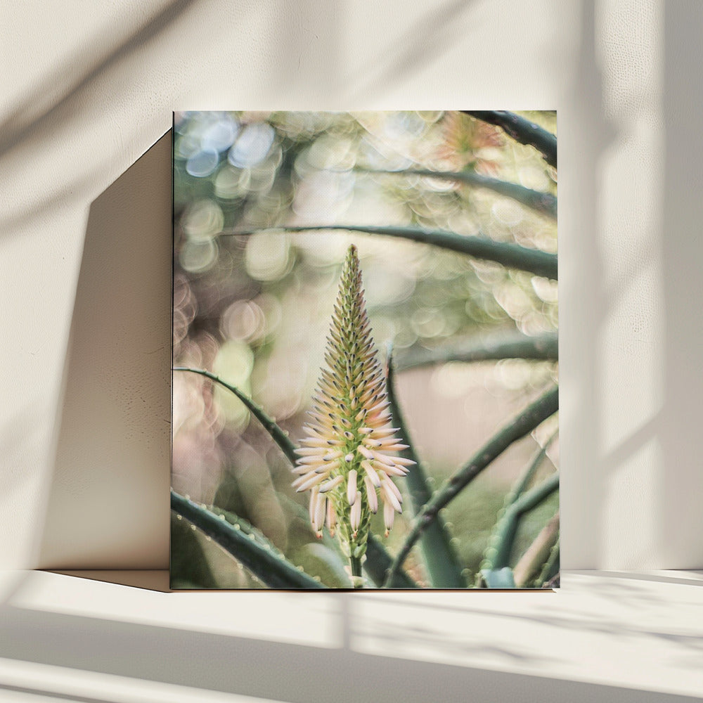 Succulent Serenity | Canvas
