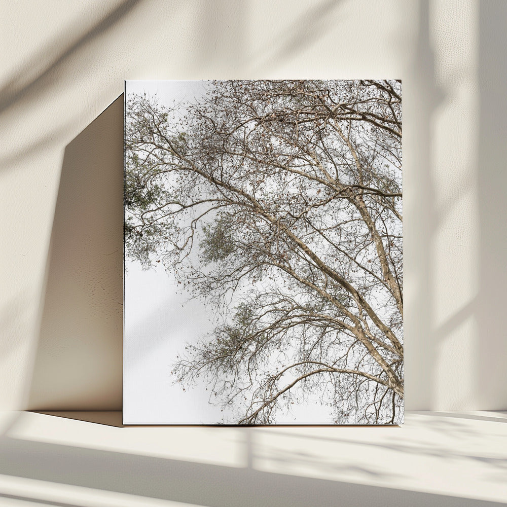 Winter&#039;s Whispering Branches | Canvas
