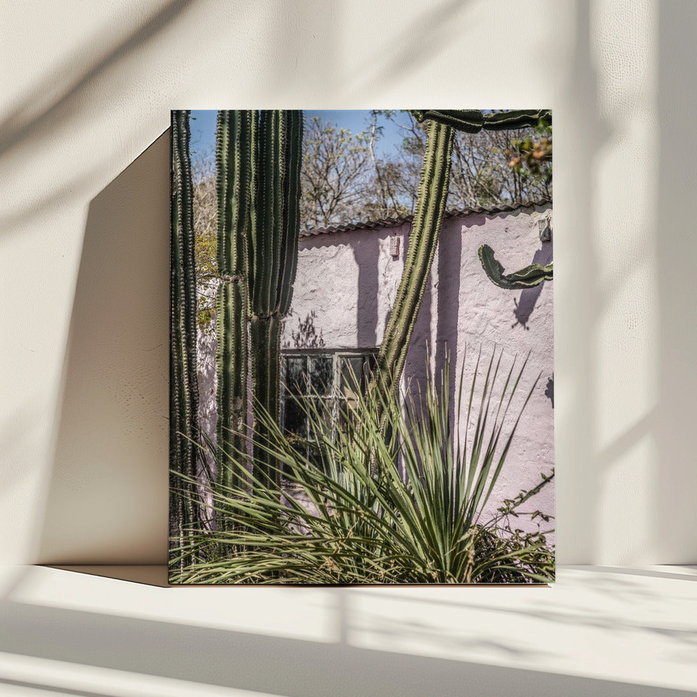Cactus &amp; Pink Wall | Canvas
