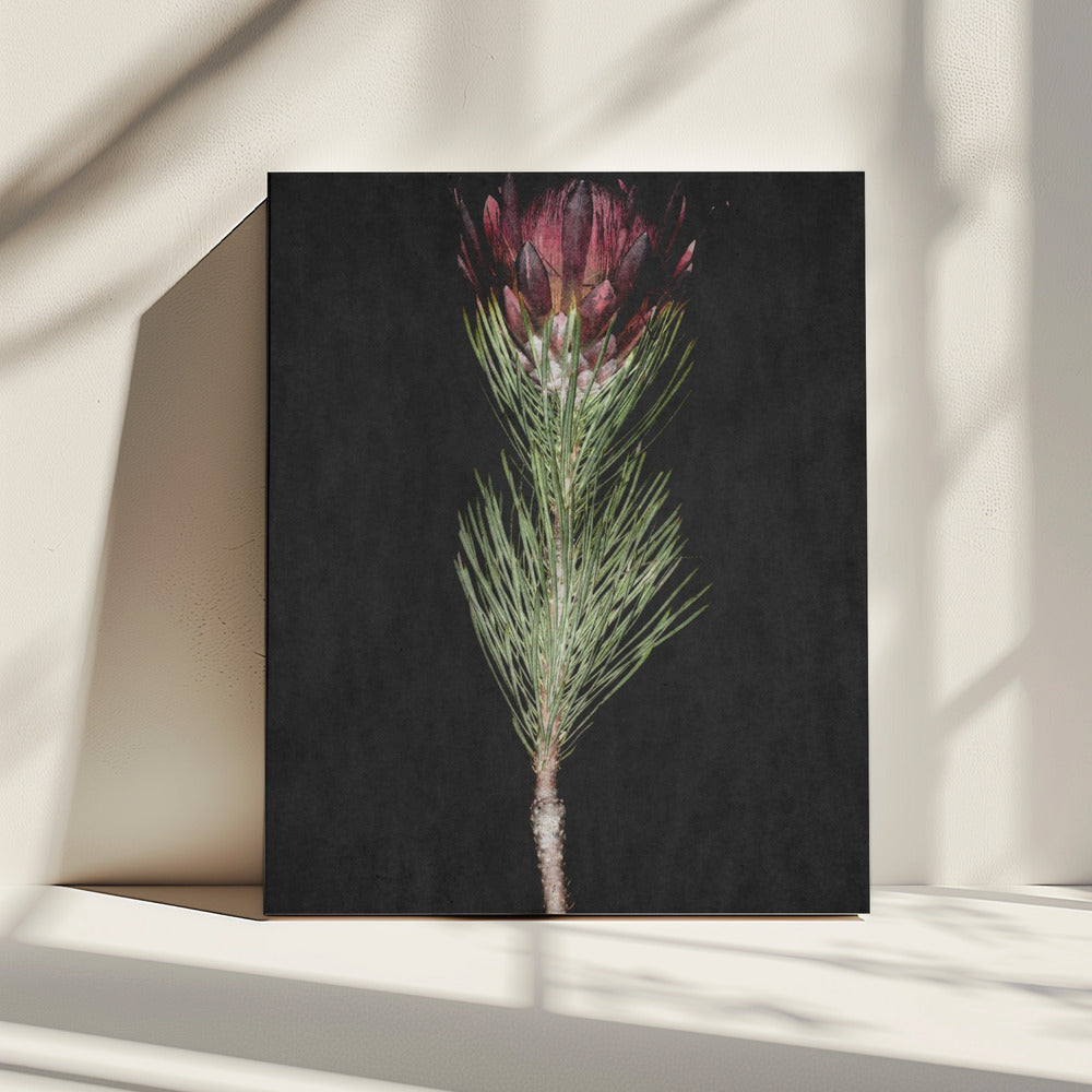 Protea Serenity | Canvas