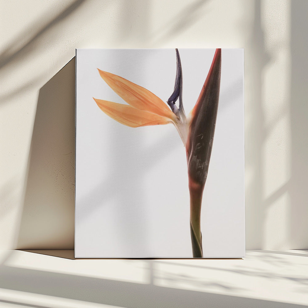 Vibrant Blossom | Canvas