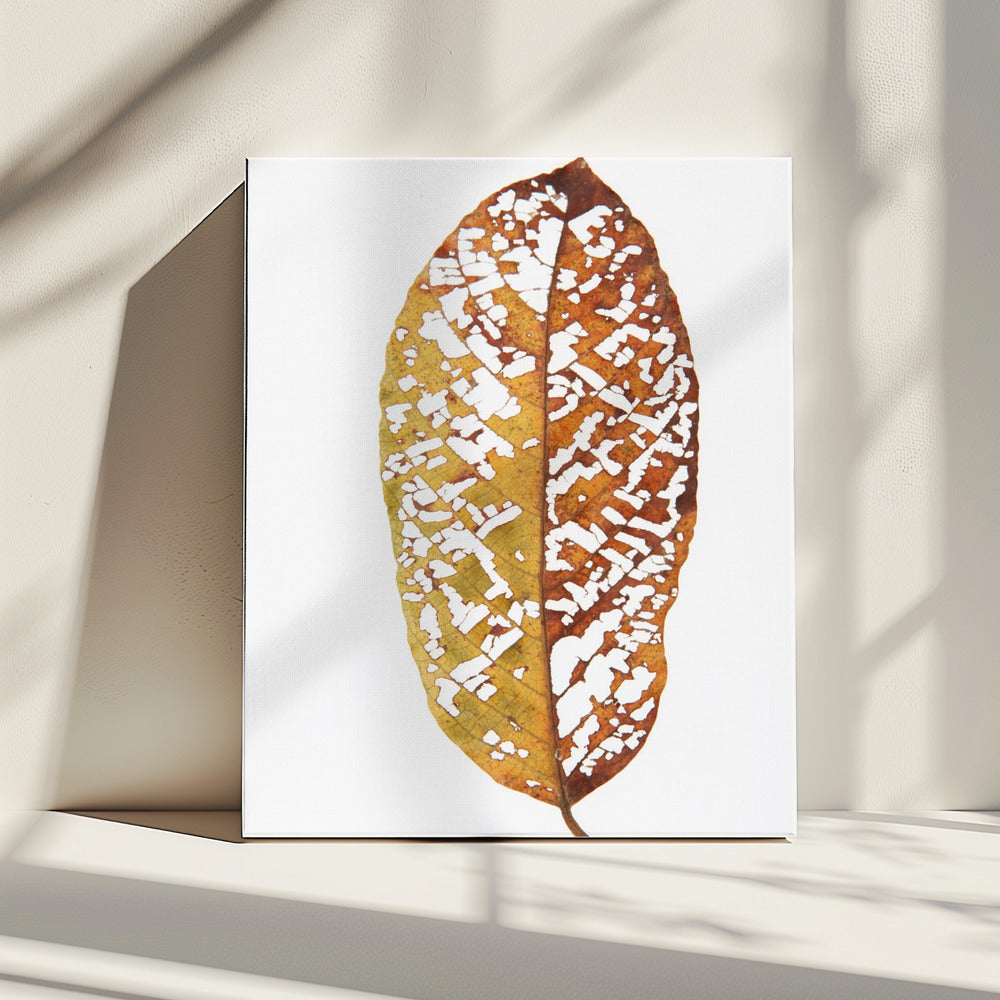 Faded Foliage Lace | Canvas