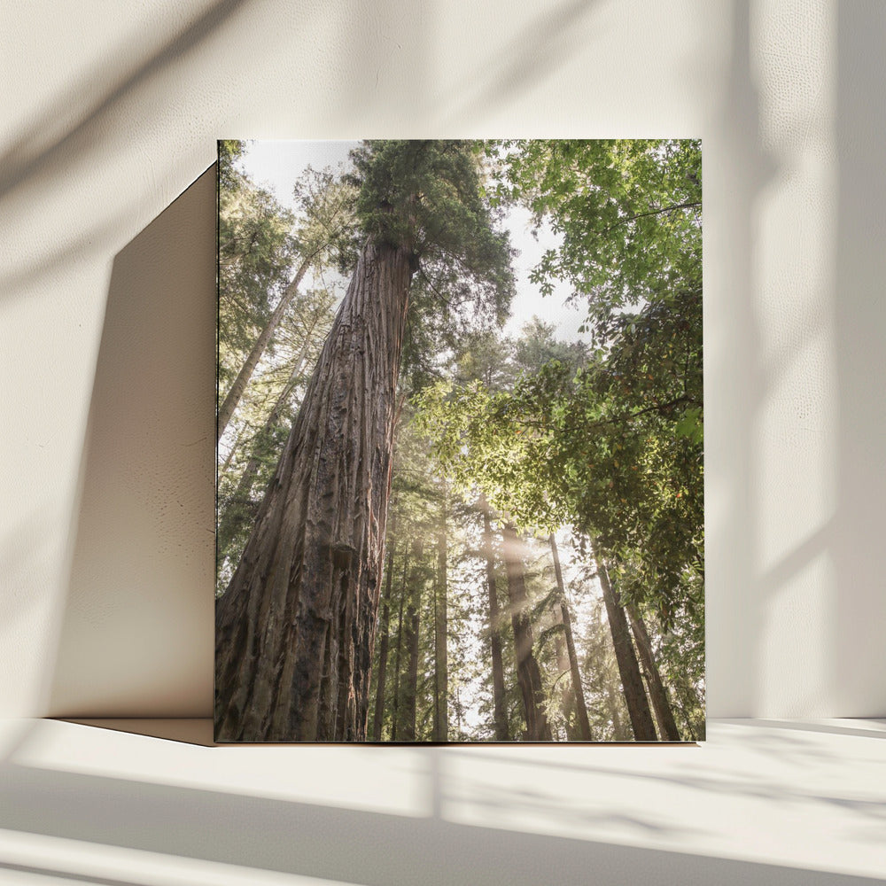 Towering Redwoods | Canvas