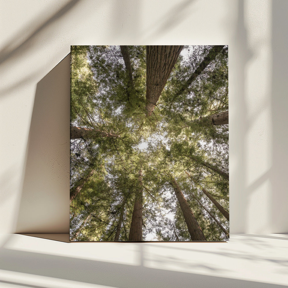 Beauty of Nature | Canvas