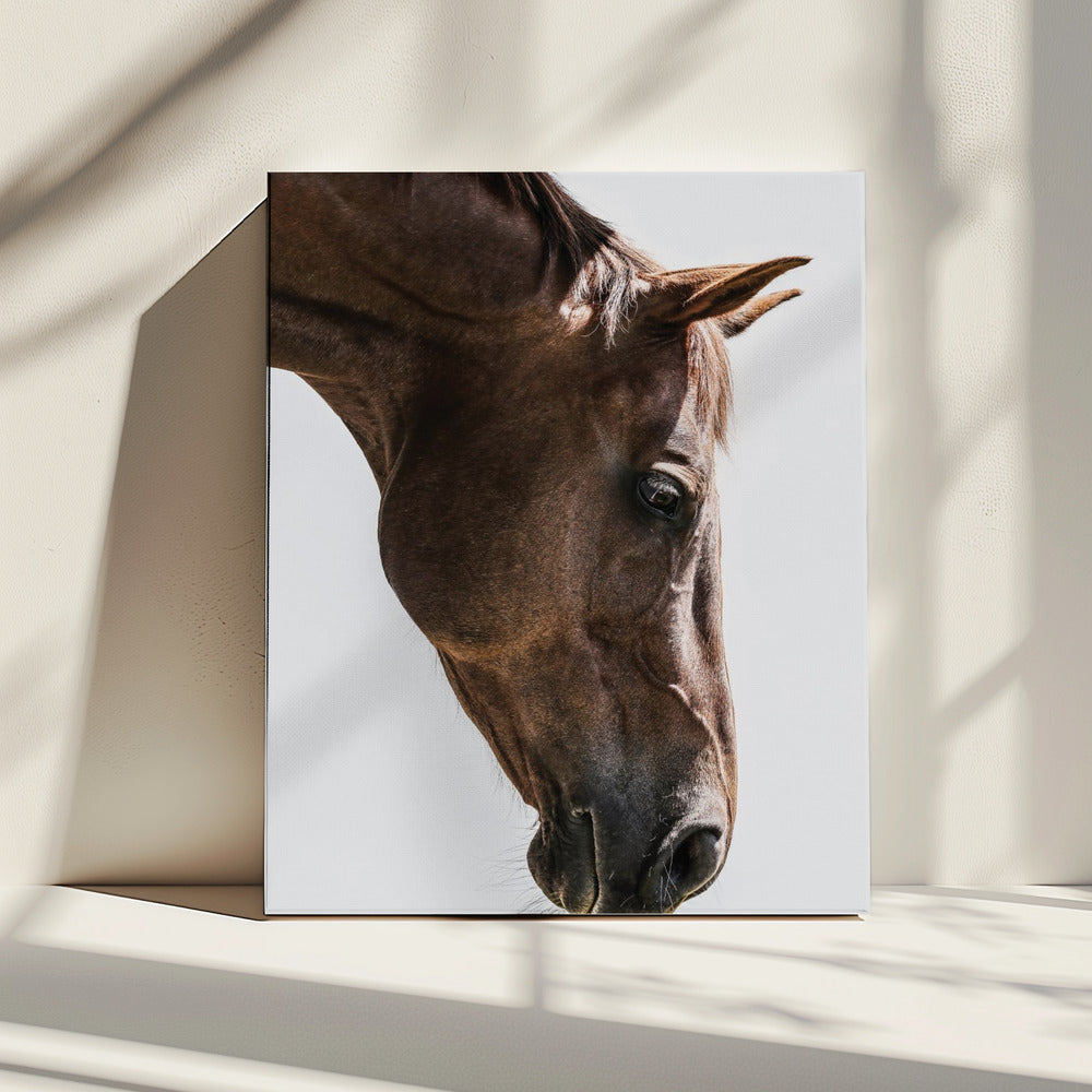 Portrait of a Horse Head | Canvas
