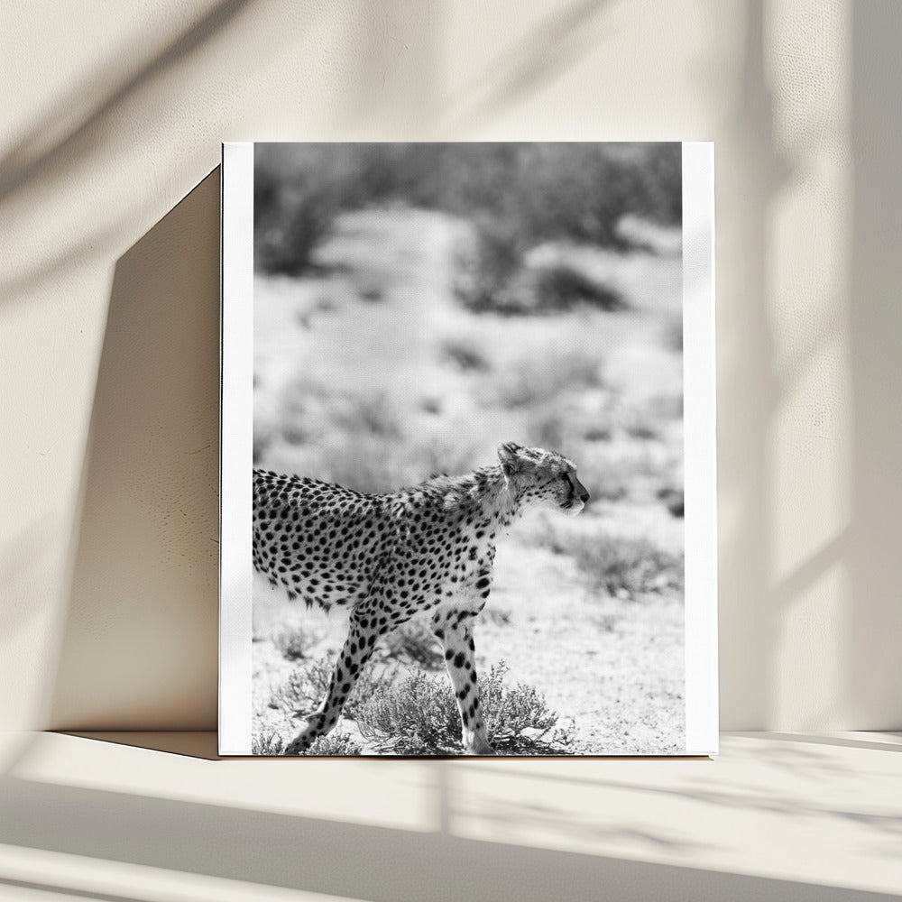 A Cheetah Walking | Canvas