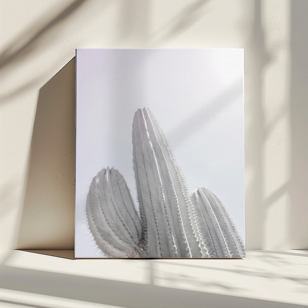 Minimalist Cactus | Canvas