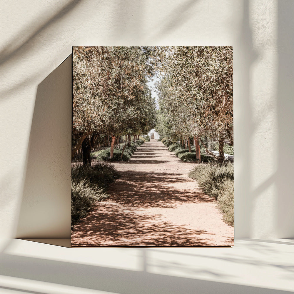 A Serene Tree Lined Path with Sunlight | Canvas