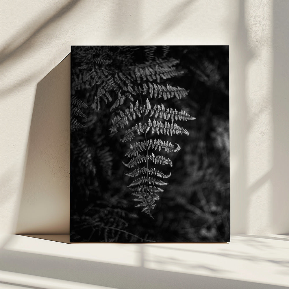 Silver Fern | Canvas