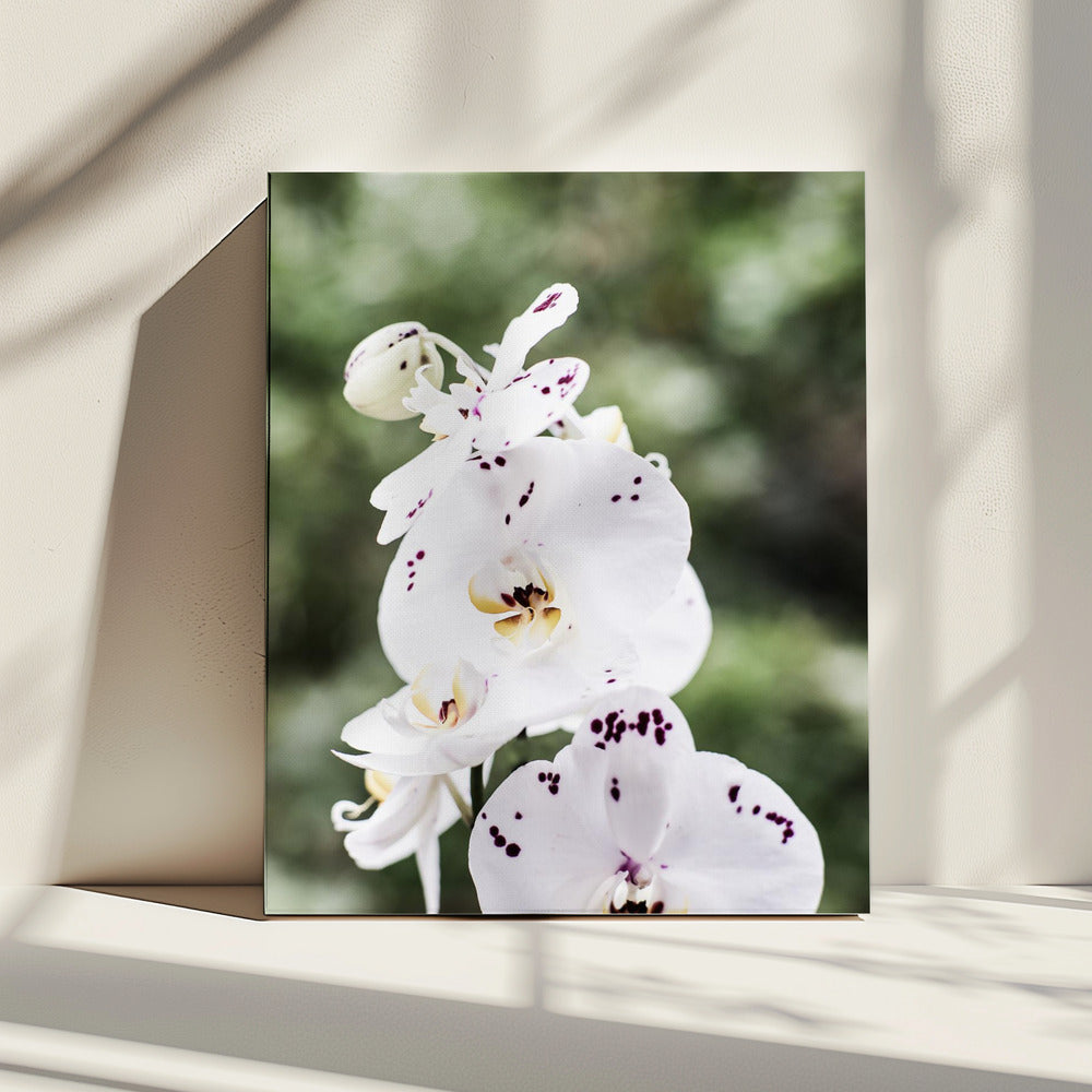 Spring Blooms | Canvas