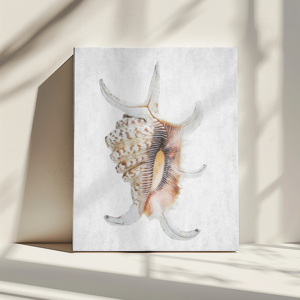 Spiral Seashell | Canvas