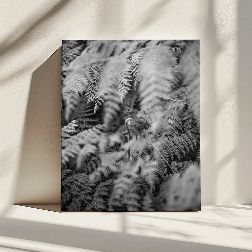 Black And White Photograph | Canvas