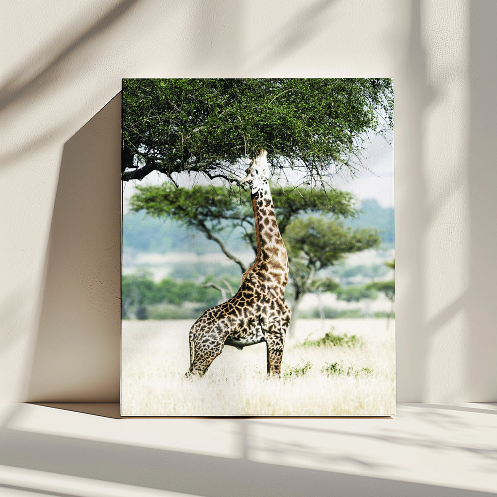 Majestic Giraffe Stretches | Canvas