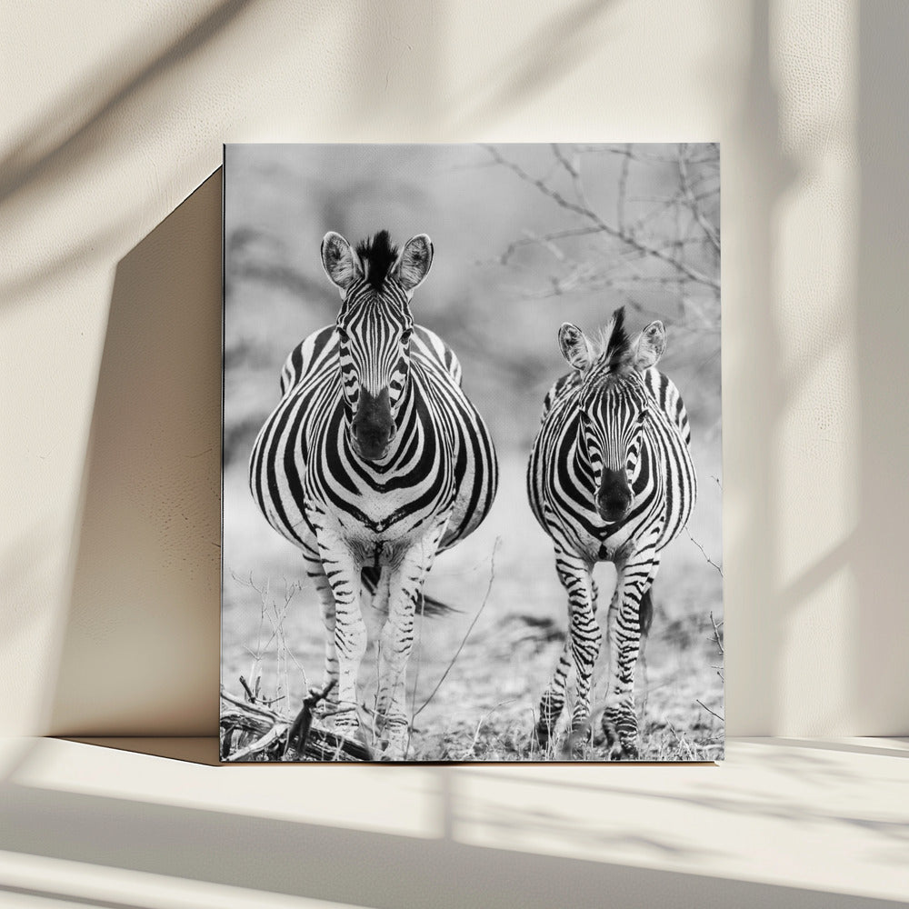 Striped Horse Front On | Canvas