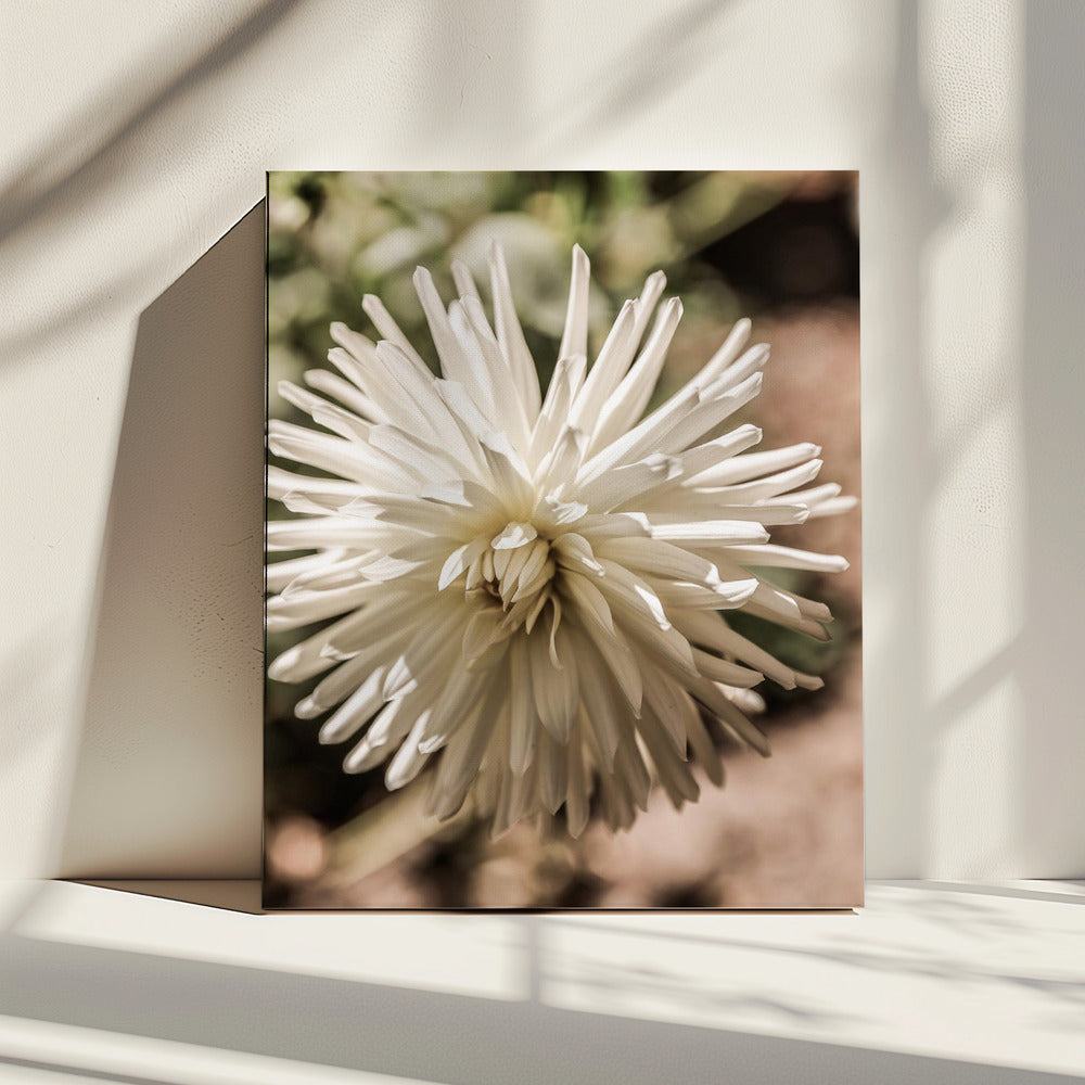 White Blossom Glow | Canvas