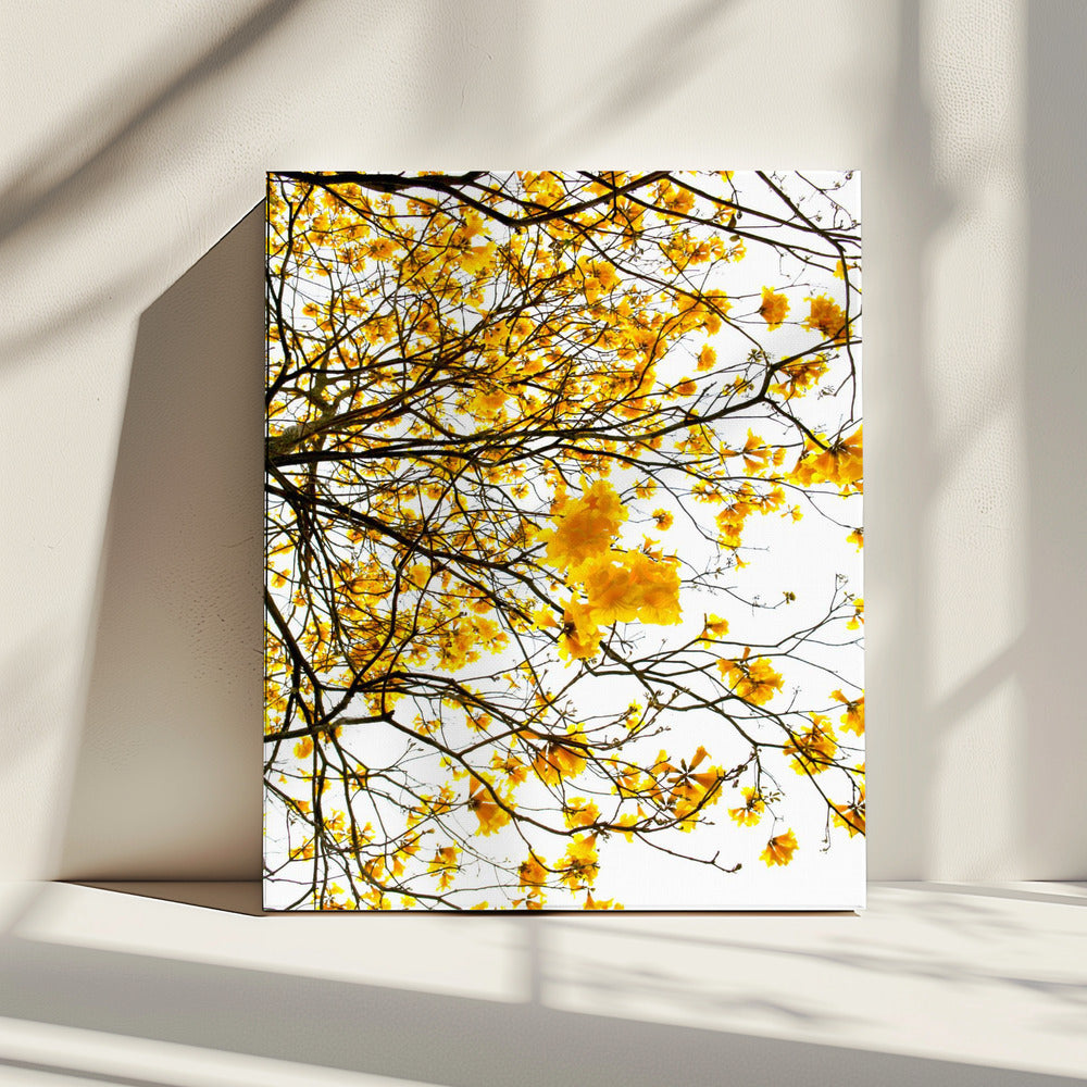 Golden Canopy Burst | Canvas