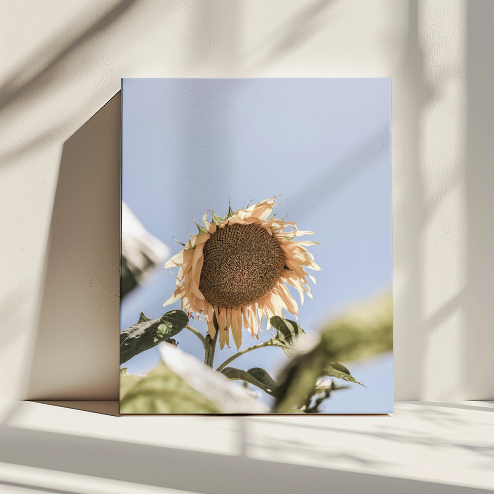 Golden Bloom Sky | Canvas