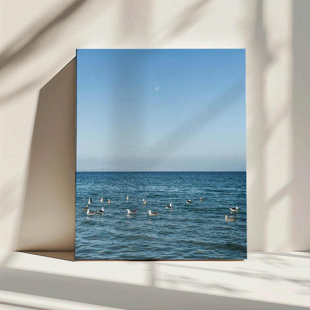 Moonlit Seabirds | Canvas