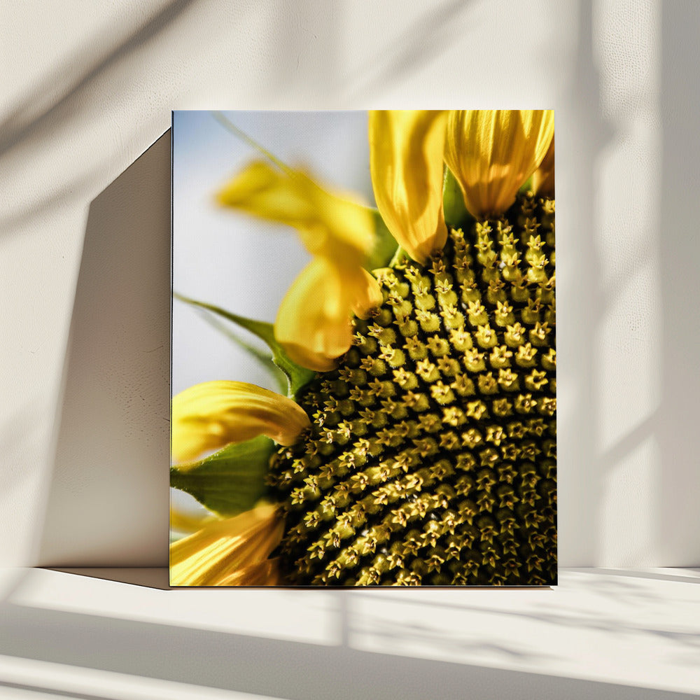 Sunflower Close Up | Canvas