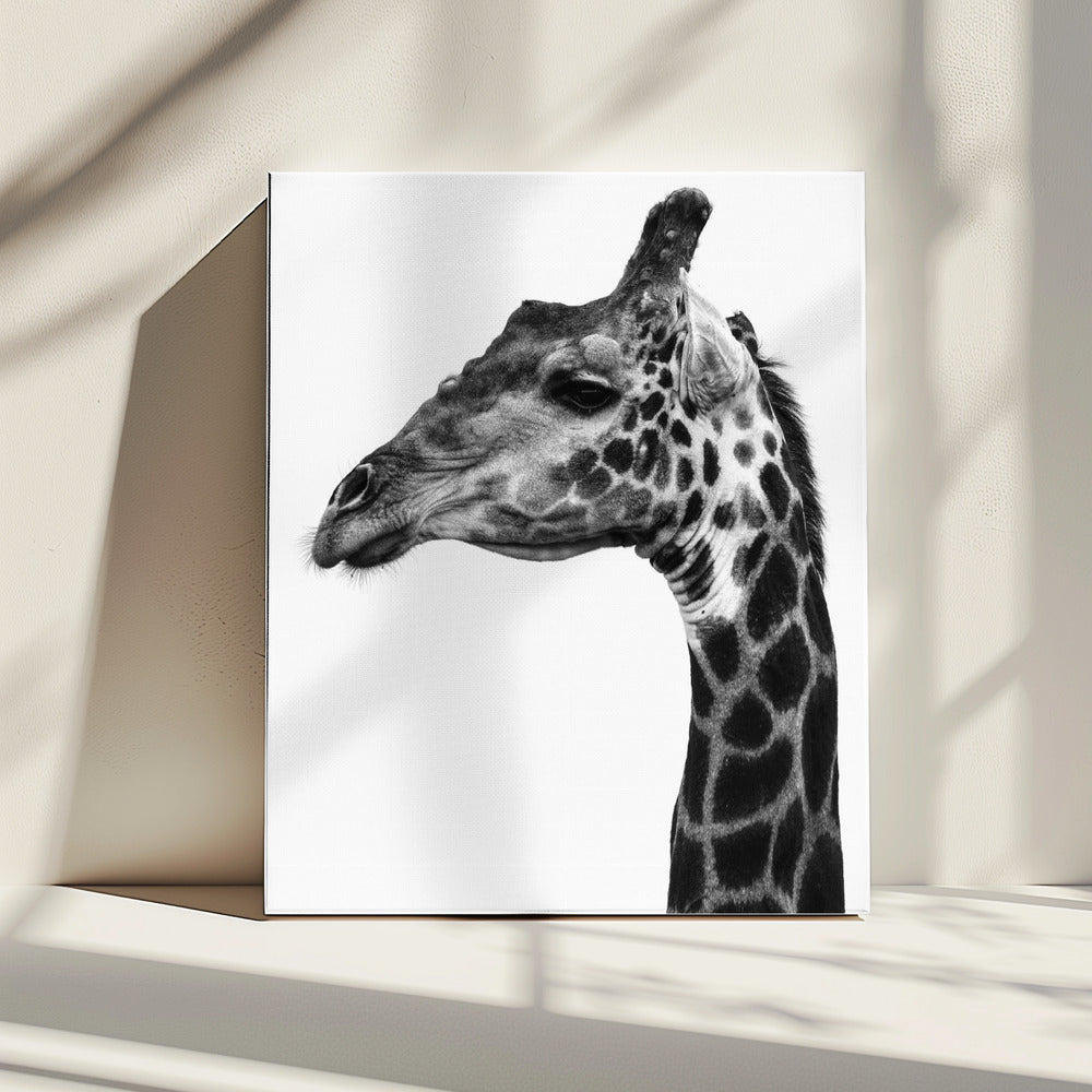 Intricate Patterns Of A Giraffe&#039;s Skin | Canvas