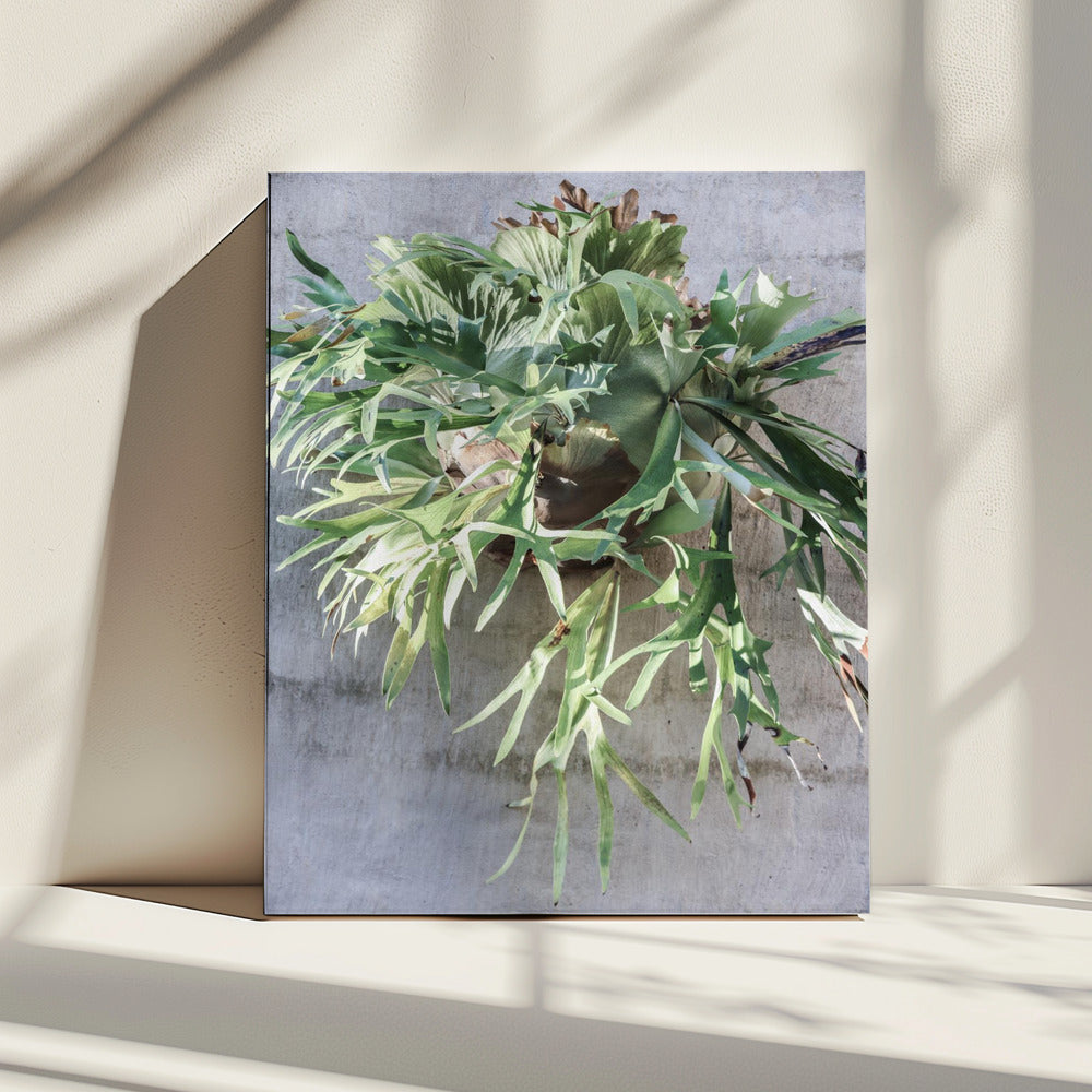 Wall Fern Delight | Canvas