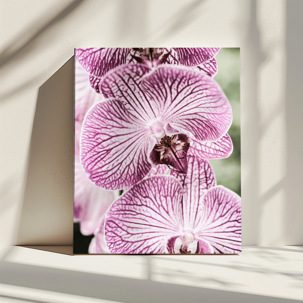 Tiger Blooms | Canvas