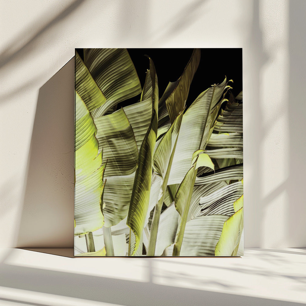 Banana Leaves In Soft Lighting | Canvas