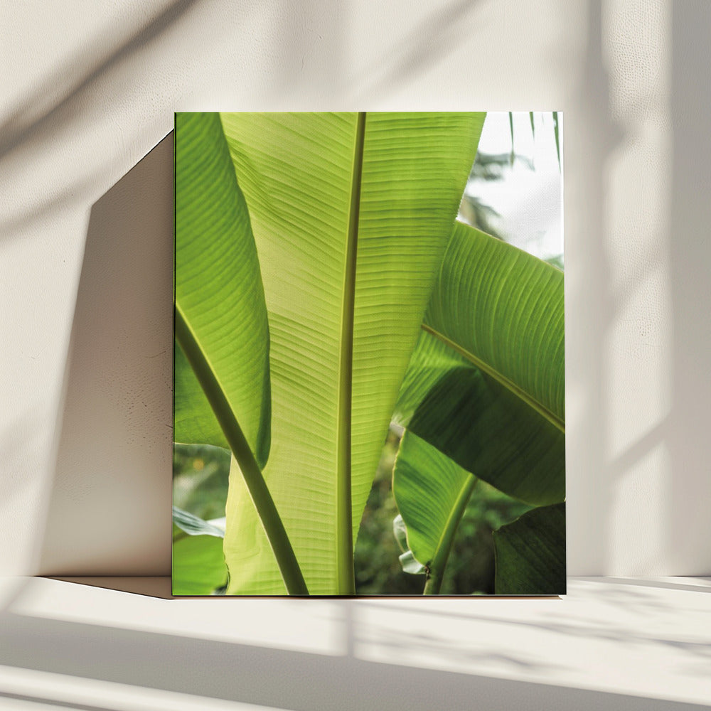 Tropical Banana Leaves | Canvas