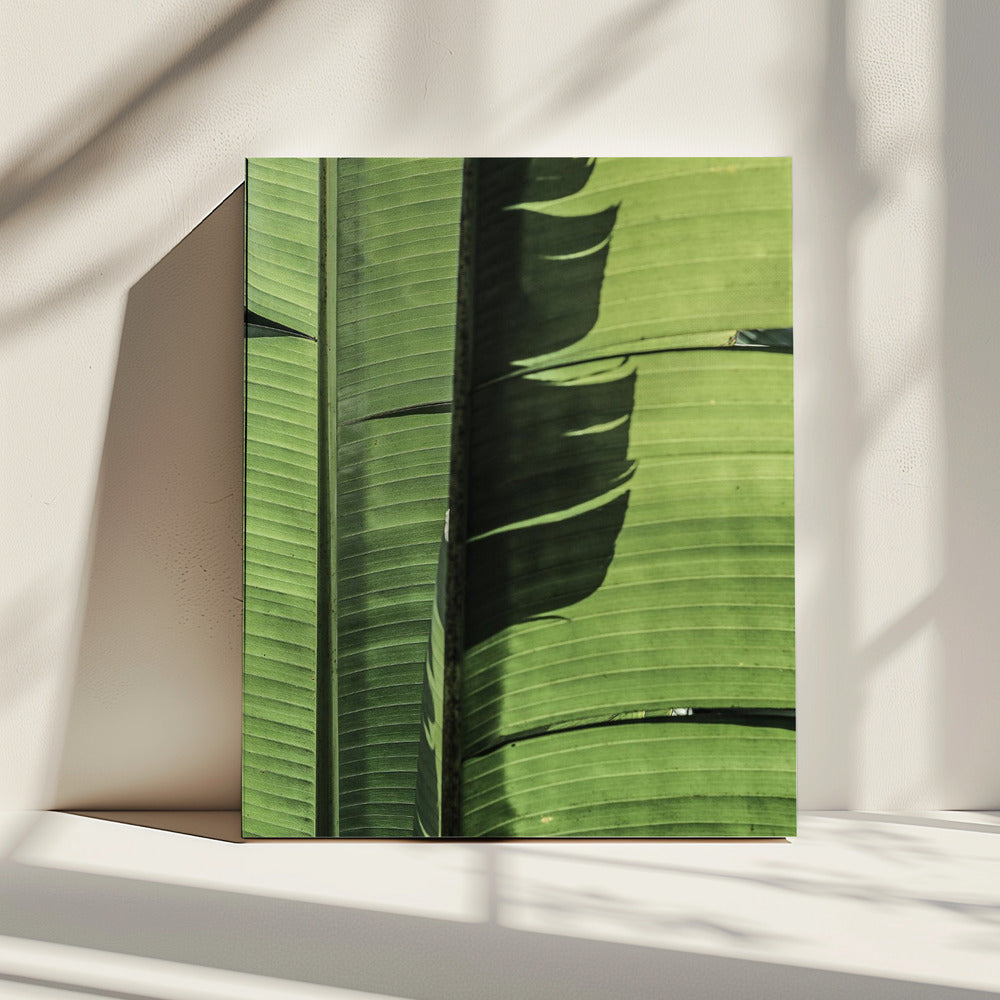 Tropical Banana Leaves | Canvas