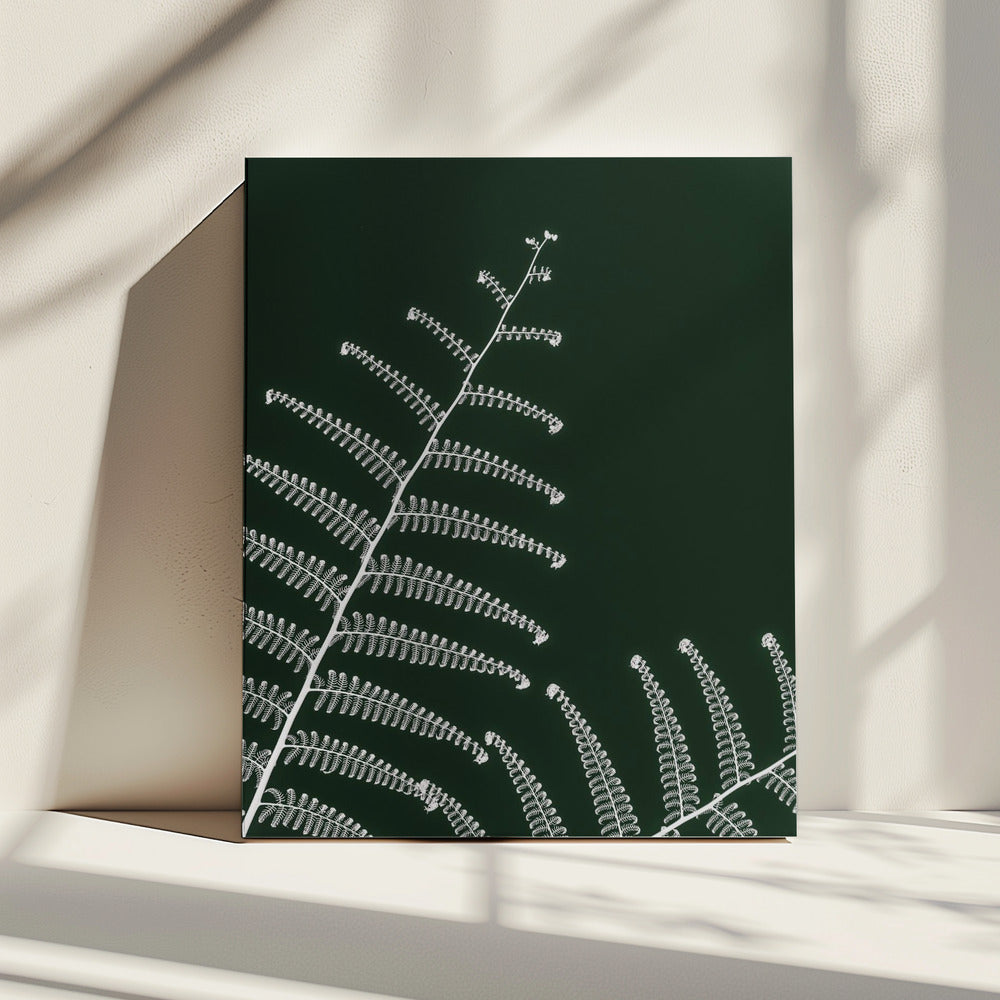 Fern&#039;s Gentle Curve | Canvas