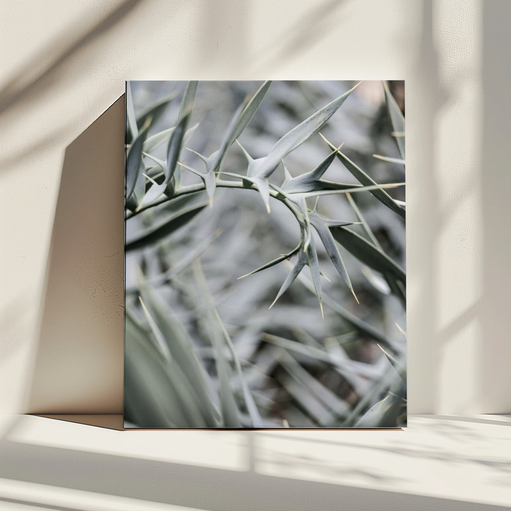 Intricate Details Of Spiky Leaves | Canvas