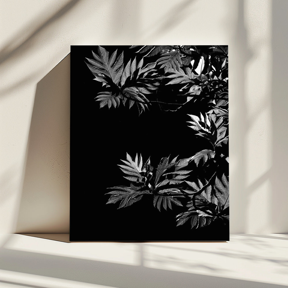 Shadows of Leaves | Canvas