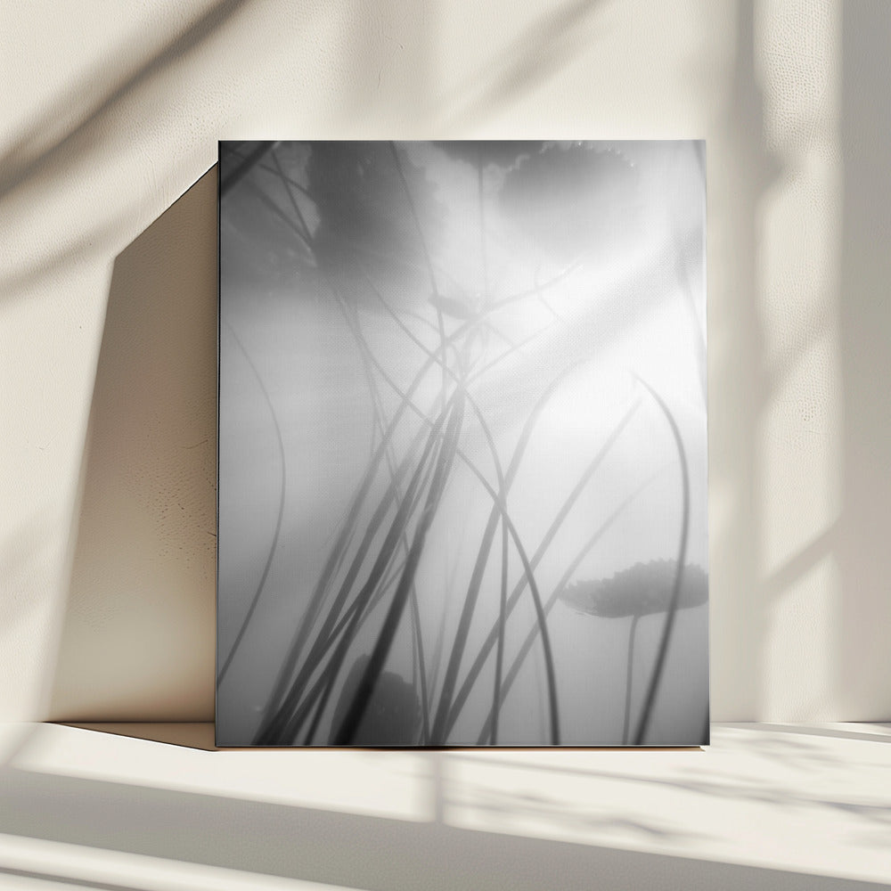 Water Lilly | Canvas