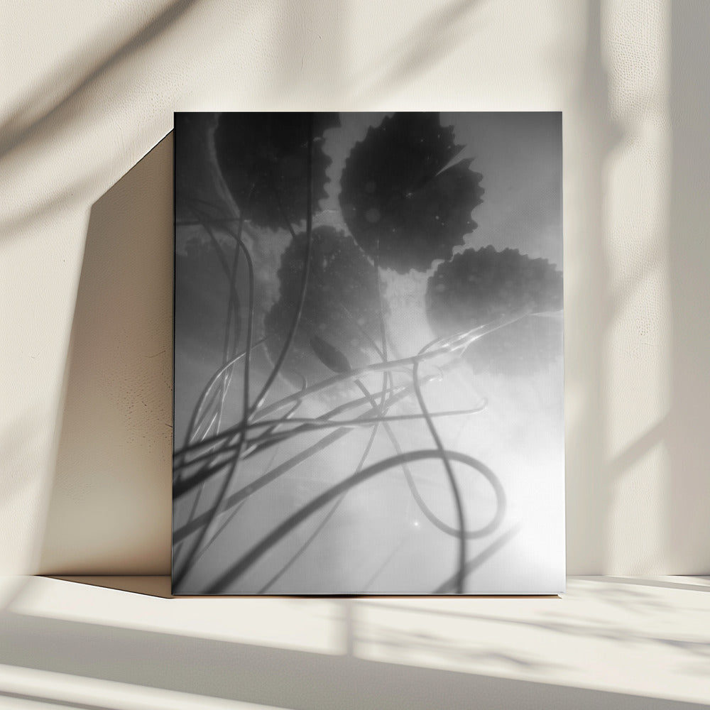 Water Lilly | Canvas