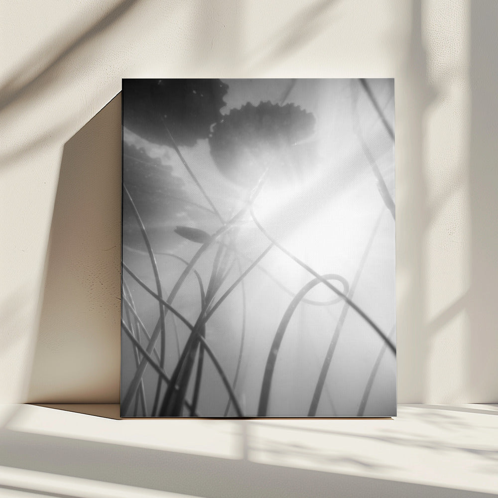 Water Lilly | Canvas