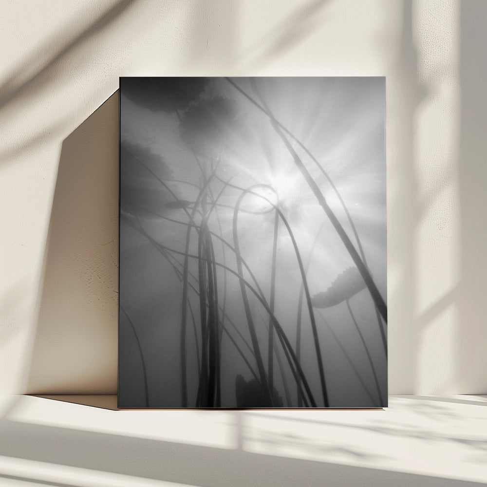 Water Lilly | Canvas