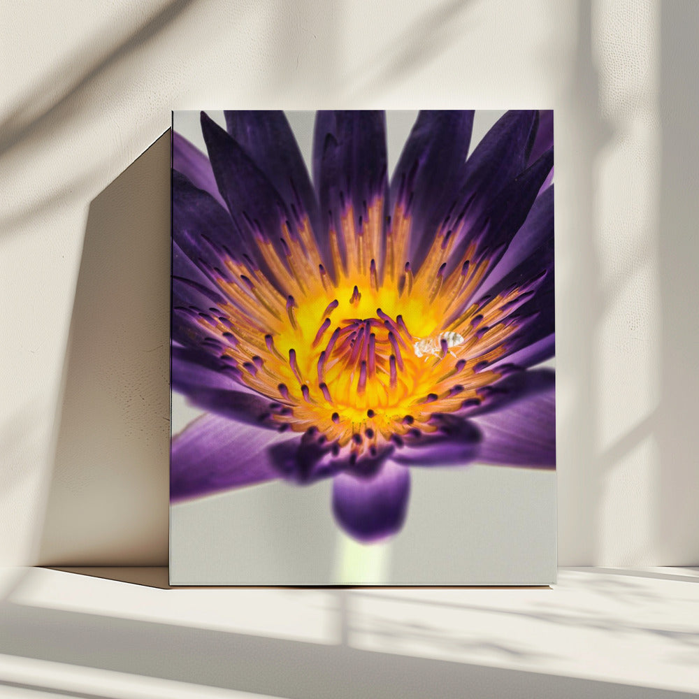 Purple Water Lilly | Canvas
