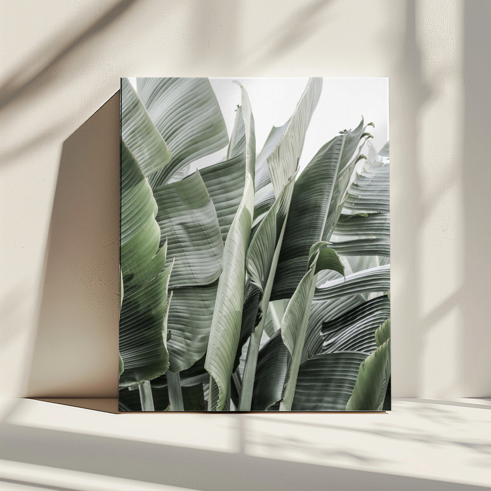 Banana Leaves In Soft Lighting | Canvas