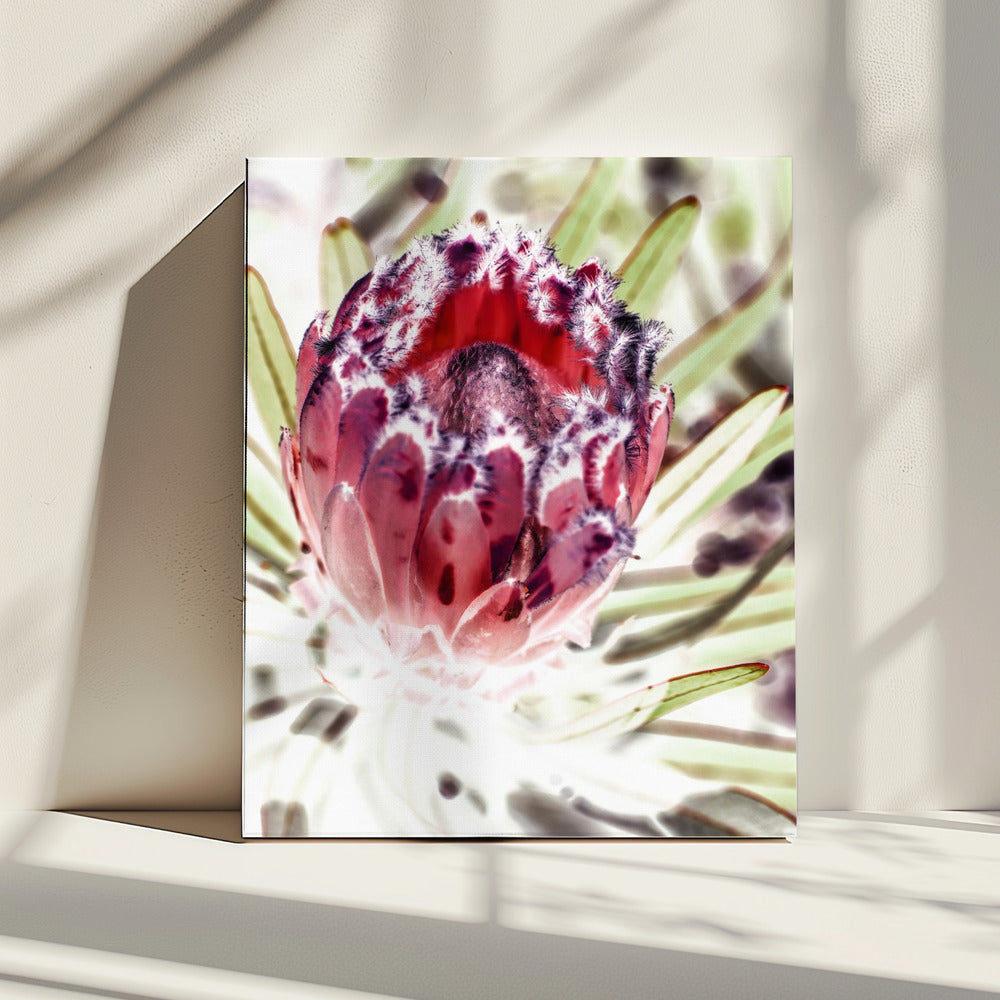 Blooming Protea Flower | Canvas