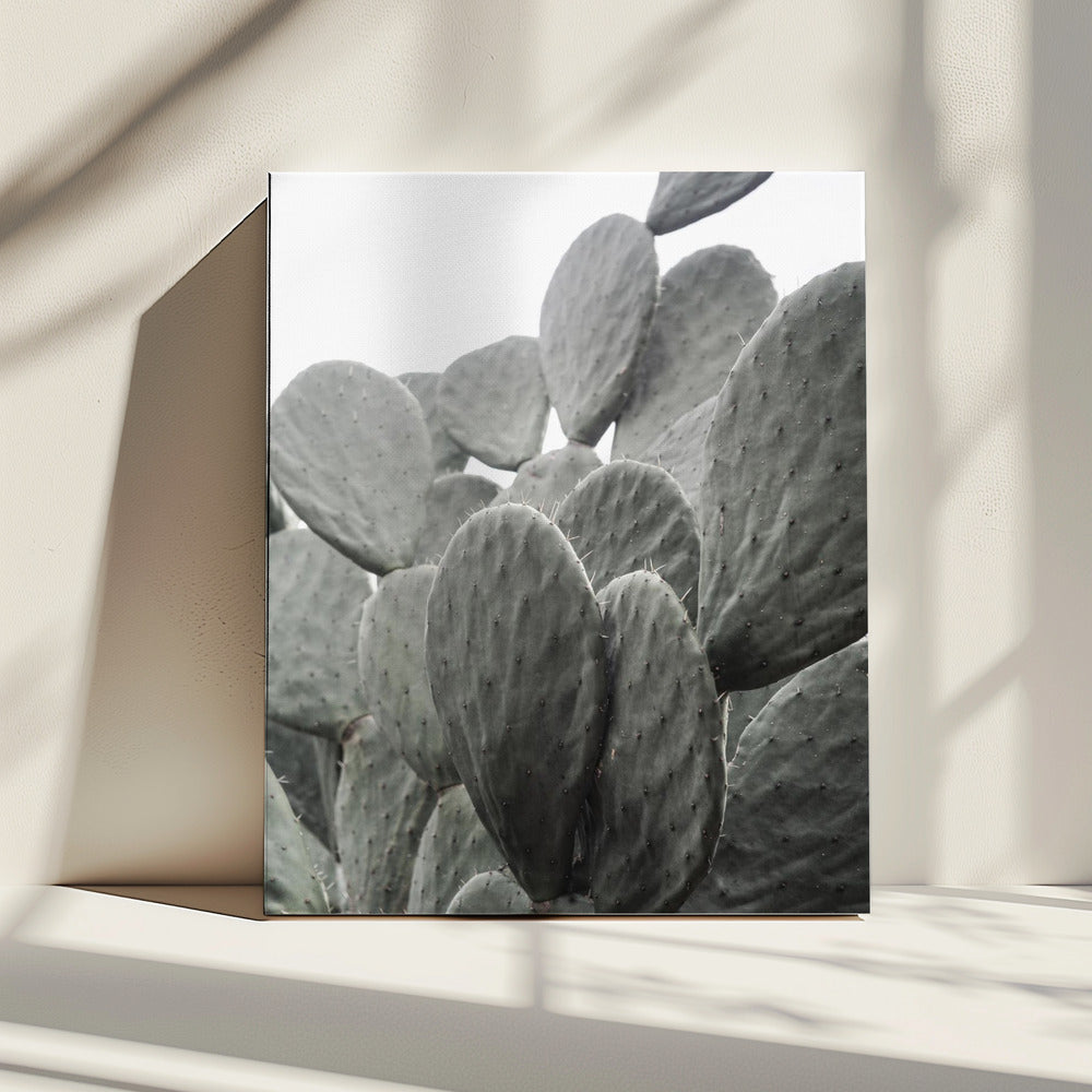 Beauty Of Cactus | Canvas