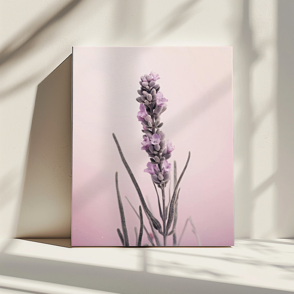 Lavender Dreams | Canvas