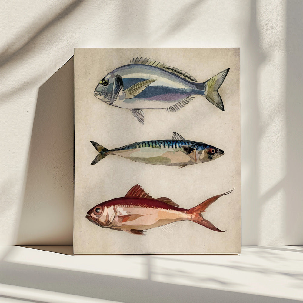 Trio of Ocean Life | Canvas