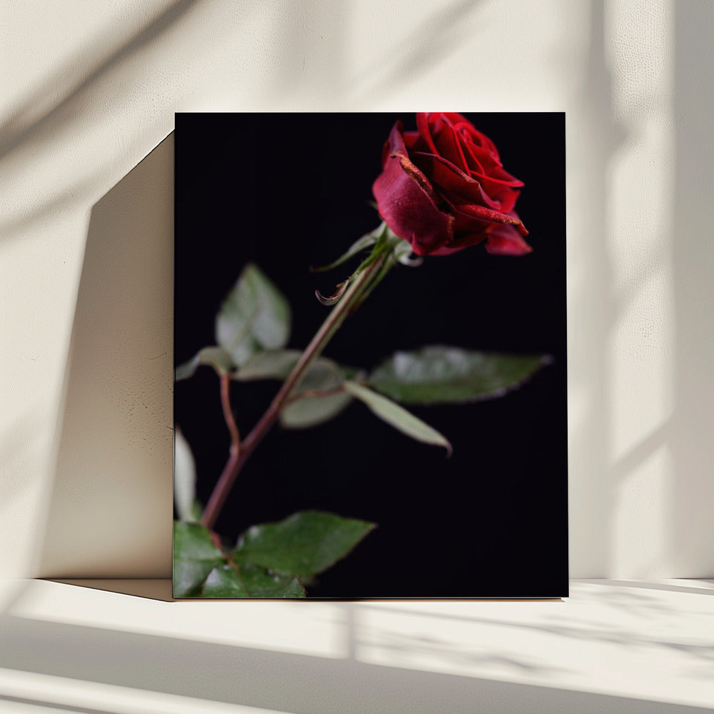 red rose | Canvas