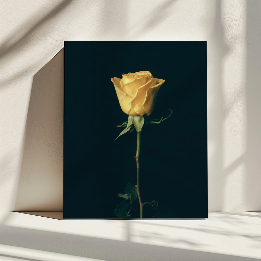 yellow rose | Canvas