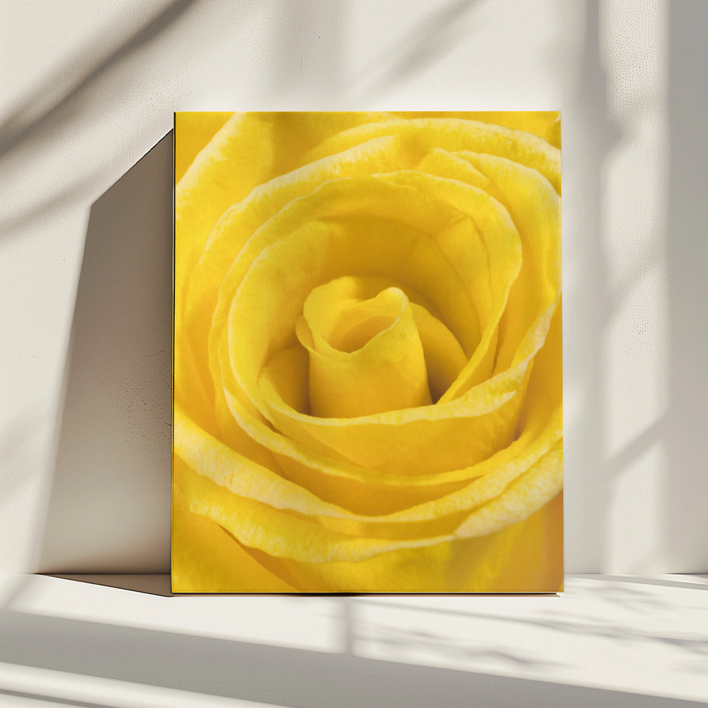 yellow rose | Canvas